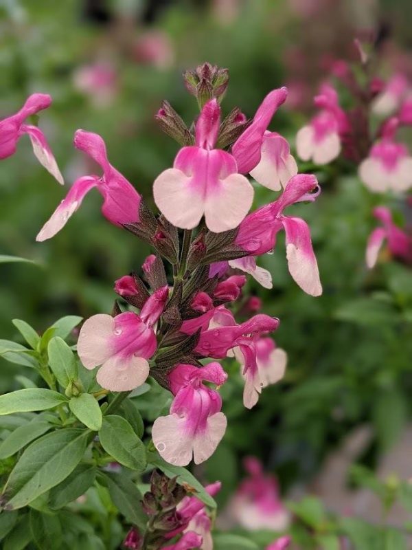 Bicolor Rose Autumn Sage - Salvia Greggii Plant by Mirage™­ - 1 quart pot