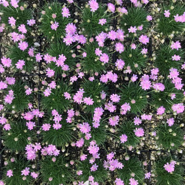 Sea Thrift - Victor Reiter Armeria Maritima Plant - 4 inch pot