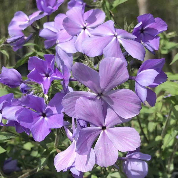 Blue Moon Creeping Phlox Woodland Phlox Divaricata Plant - 1 gallon pot