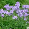Blue Moon Creeping Phlox Woodland Phlox Divaricata Plant - 1 gallon pot
