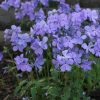 Blue Moon Creeping Phlox Woodland Phlox Divaricata Plant - 1 gallon pot