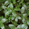Bowles Periwinkle - Creeping Vine - Vinca Minor Myrtle Plant - 4 inch pot