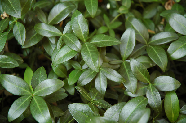 Bowles Periwinkle - Creeping Vine - Vinca Minor Myrtle Plant - 4 inch pot