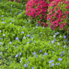 Bowles Periwinkle - Creeping Vine - Vinca Minor Myrtle Plant - 4 inch pot