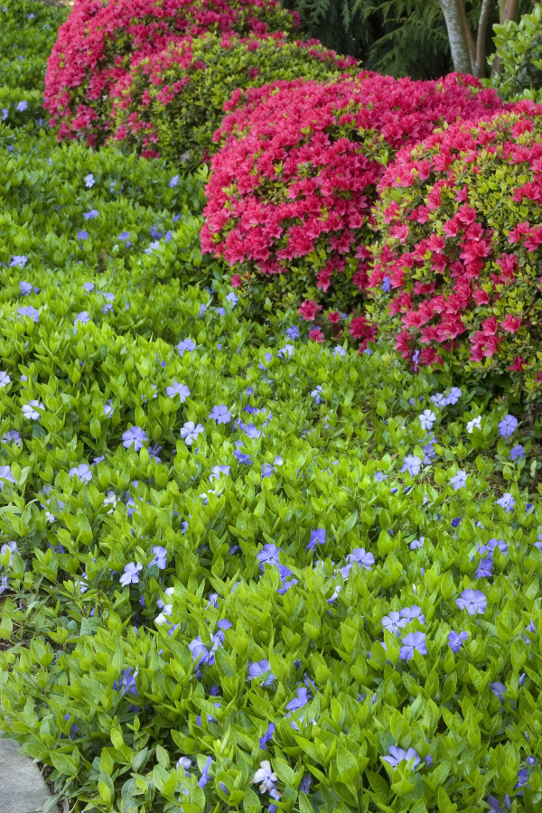 Bowles Periwinkle - Creeping Vine - Vinca Minor Myrtle Plant - 4 inch pot