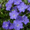 Bowles Periwinkle - Creeping Vine - Vinca Minor Myrtle Plant - 4 inch pot