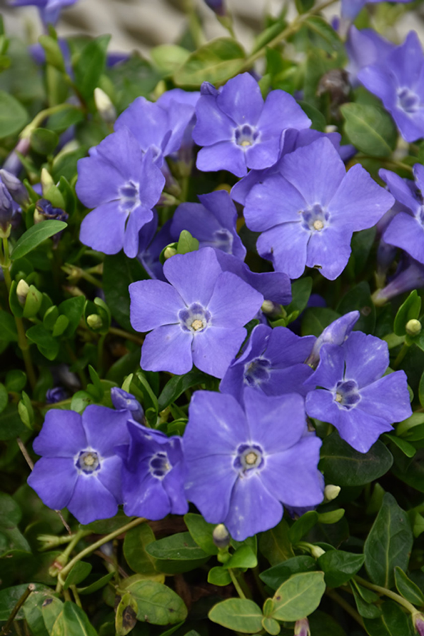 Bowles Periwinkle - Creeping Vine - Vinca Minor Myrtle Plant - 4 inch pot