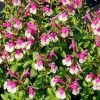 Bicolor Rose Autumn Sage - Salvia Greggii Plant by Mirage™­ - 1 quart pot