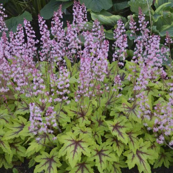 Eye Spy Foamy Bells - Heucherella Hybrid Plant by Proven Winners™ - 1 quart pot