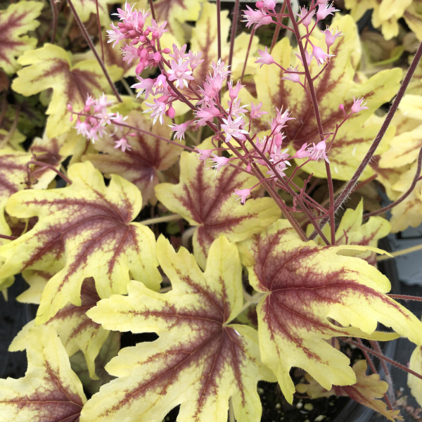 Eye Spy Foamy Bells - Heucherella Hybrid Plant by Proven Winners™ - 1 quart pot