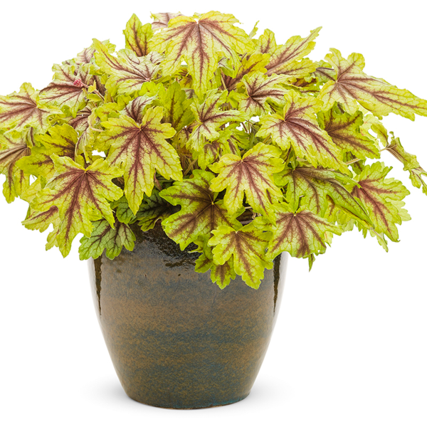 Eye Spy Foamy Bells - Heucherella Hybrid Plant by Proven Winners™ - 1 quart pot