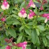 Bicolor Rose Autumn Sage - Salvia Greggii Plant by Mirage™­ - 1 quart pot