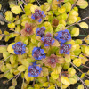 Parrot Paradise Ajuga Bugleweed Plant by Feathered Friends™ - 4 inch pot