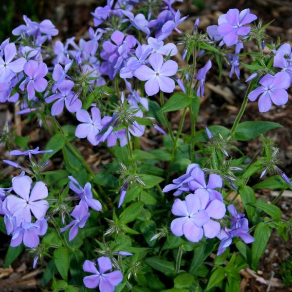Blue Moon Creeping Phlox Woodland Phlox Divaricata Plant - 1 gallon pot