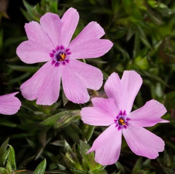 Pink Creeping Phlox by Goldiphlox™ - Phlox Subulata Moss Phlox Plant - 1 gallon pot