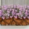 Pink Creeping Phlox by Goldiphlox™ - Phlox Subulata Moss Phlox Plant - 1 gallon pot