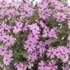 Pink Creeping Phlox by Goldiphlox™ - Phlox Subulata Moss Phlox Plant - 1 gallon pot