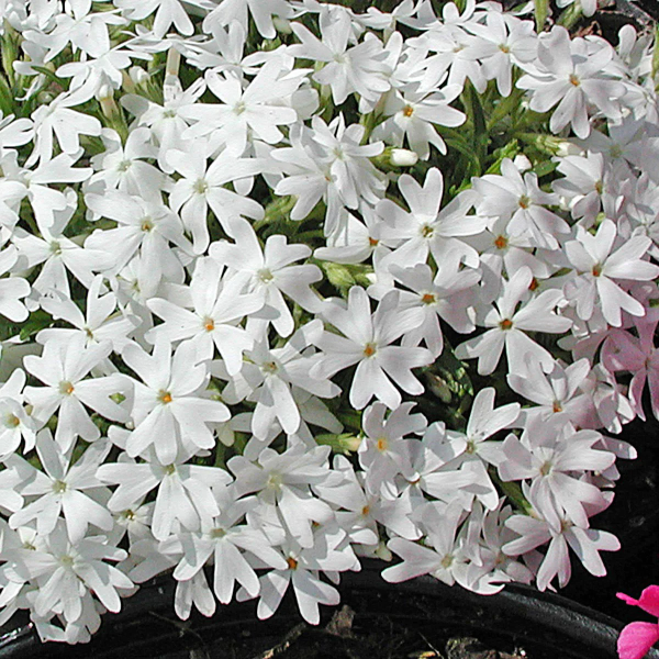 Snowflake Creeping Phlox - Phlox Subulata Phlox Plant - 1 gallon pot