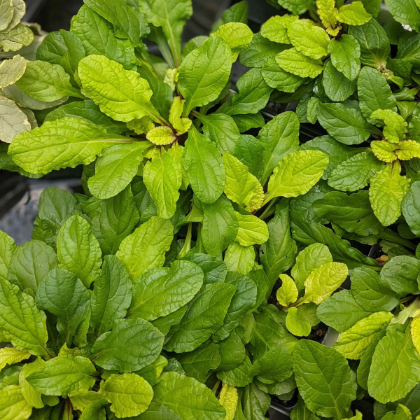 Tropical Toucan Ajuga Bugleweed Plant by Feathered Friends™ - 4 inch pot