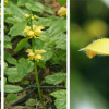 Yellow Archangel - Golden Dead Nettle - Herman's Pride - Lamiastrum Galeobdolon Variegatum Plant - 4 inch pot