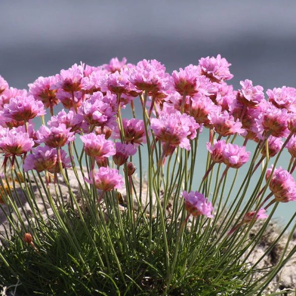 Sea Thrift - Victor Reiter Armeria Maritima Plant - 4 inch pot