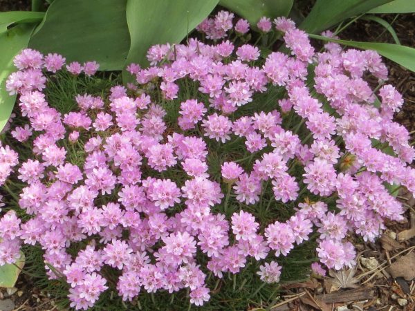 Sea Thrift - Victor Reiter Armeria Maritima Plant - 4 inch pot