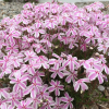 Candy Stripe Creeping Phlox - Phlox Subulata Phlox Plant - 1 gallon pot