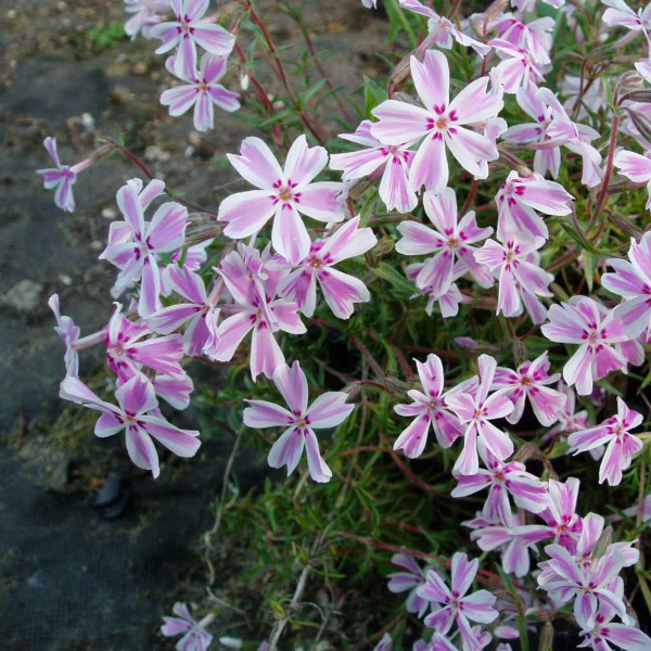 Candy Stripe Creeping Phlox - Phlox Subulata Phlox Plant - 1 gallon pot