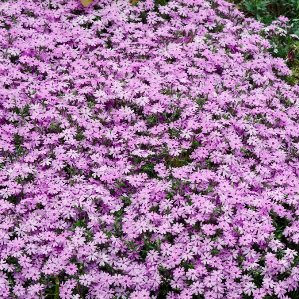 Fort Hill Creeping Phlox - Phlox Subulata Phlox Plant - 1 gallon pot