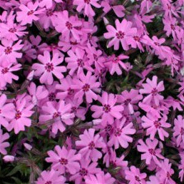 Fort Hill Creeping Phlox - Phlox Subulata Phlox Plant - 1 gallon pot