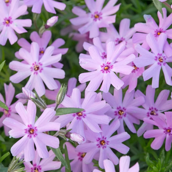 Fort Hill Creeping Phlox - Phlox Subulata Phlox Plant - 1 gallon pot