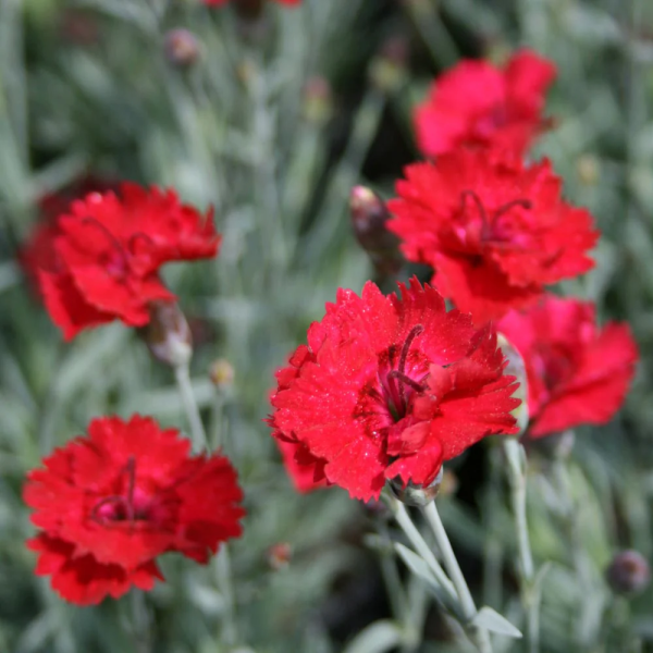 Frosty Fire Dianthus - Gillyflower Plant - Carnation - 1 gallon pot