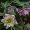 Mother of the Bride Lenton Rose - Helleborus Plant - 1 gallon pot