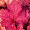 Berry Smoothie Coral Bells - Heuchera Plant - 1 gallon pot