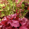 Berry Smoothie Coral Bells - Heuchera Plant - 1 gallon pot