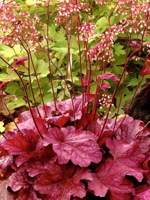 Berry Smoothie Coral Bells - Heuchera Plant - 1 gallon pot