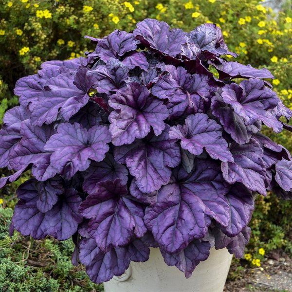 Wildberry Coral Bells - Heuchera Plant from the Dolce® Collection from Proven Winners™  - 1 quart pot