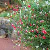 Hot Lips Littleleaf Sage - Salvia Microphylla Salvia Plant - 2.5 qt pot