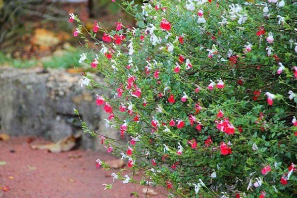 Hot Lips Littleleaf Sage - Salvia Microphylla Salvia Plant - 2.5 qt pot