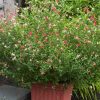 Hot Lips Littleleaf Sage - Salvia Microphylla Salvia Plant - 2.5 qt pot