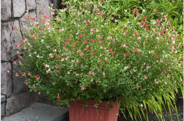 Hot Lips Littleleaf Sage - Salvia Microphylla Salvia Plant - 2.5 qt pot