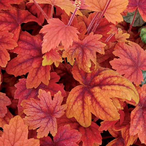 Sweet Tea Foamy Bells - Heucherella Plant - 1 quart pot