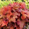 Sweet Tea Foamy Bells - Heucherella Plant - 1 quart pot