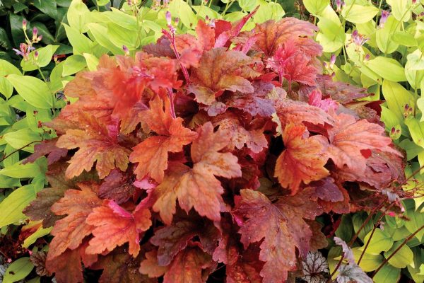 Sweet Tea Foamy Bells - Heucherella Plant - 1 quart pot