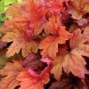 Sweet Tea Foamy Bells - Heucherella Plant - 1 quart pot