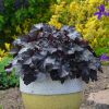 Primo Black Pearl Coral Bells - Heuchera Plant by Proven Winners™ - 1 quart pot