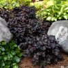 Primo Black Pearl Coral Bells - Heuchera Plant by Proven Winners™ - 1 quart pot
