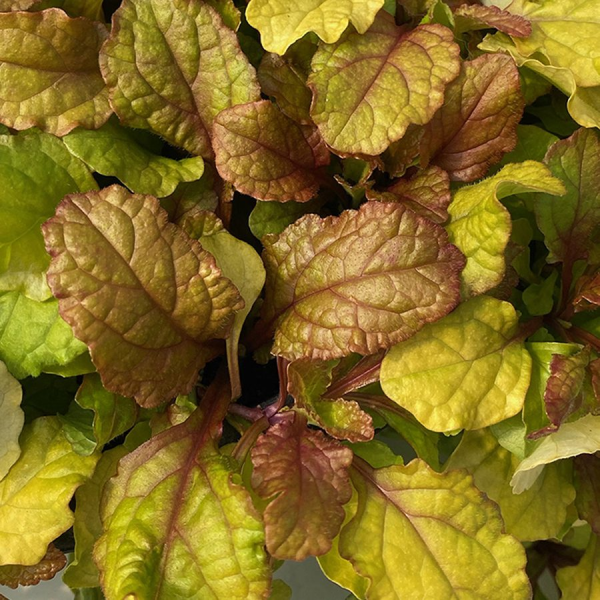 Parrot Paradise Ajuga Bugleweed Plant by Feathered Friends™ - 4 inch pot