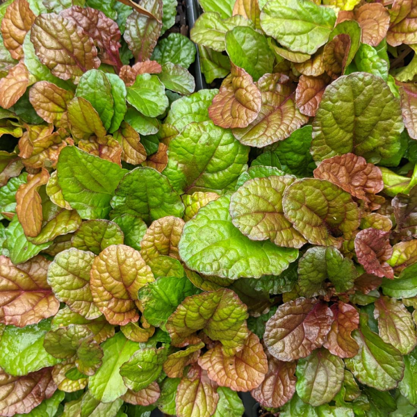 Parrot Paradise Ajuga Bugleweed Plant by Feathered Friends™ - 4 inch pot