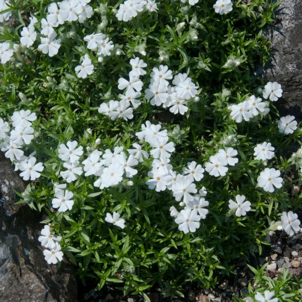 Snowflake Creeping Phlox - Phlox Subulata Phlox Plant - 1 gallon pot